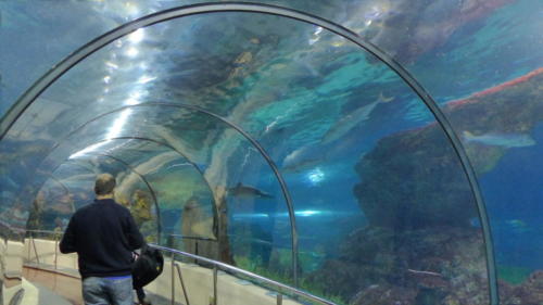 Plimbarea pe fundul mării din Aquarium