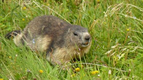 O altă marmotă foarte prietenoasă